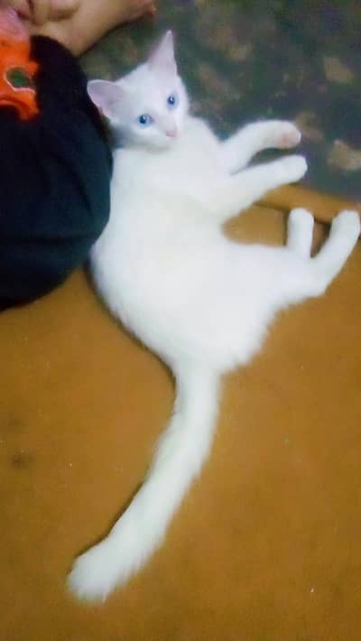 Persian cat
