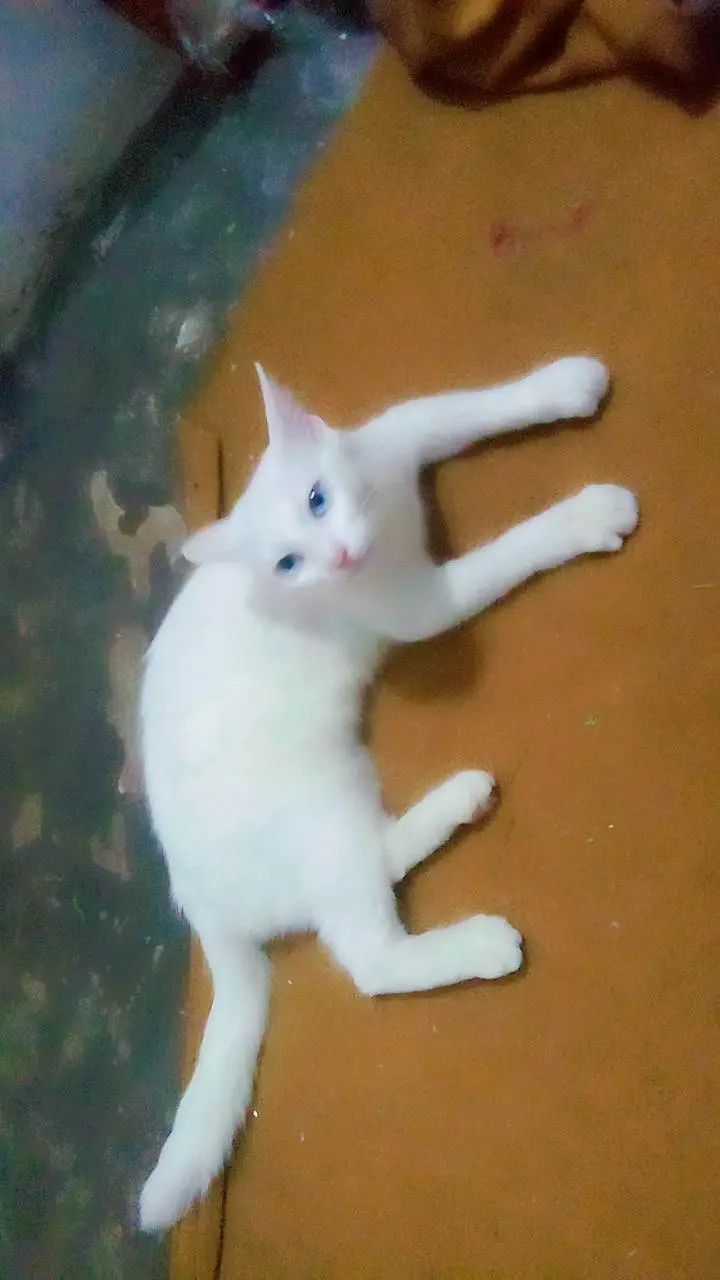 Persian cat — photo 2