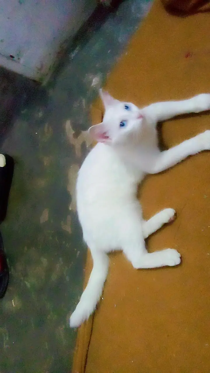 Persian cat — photo 3