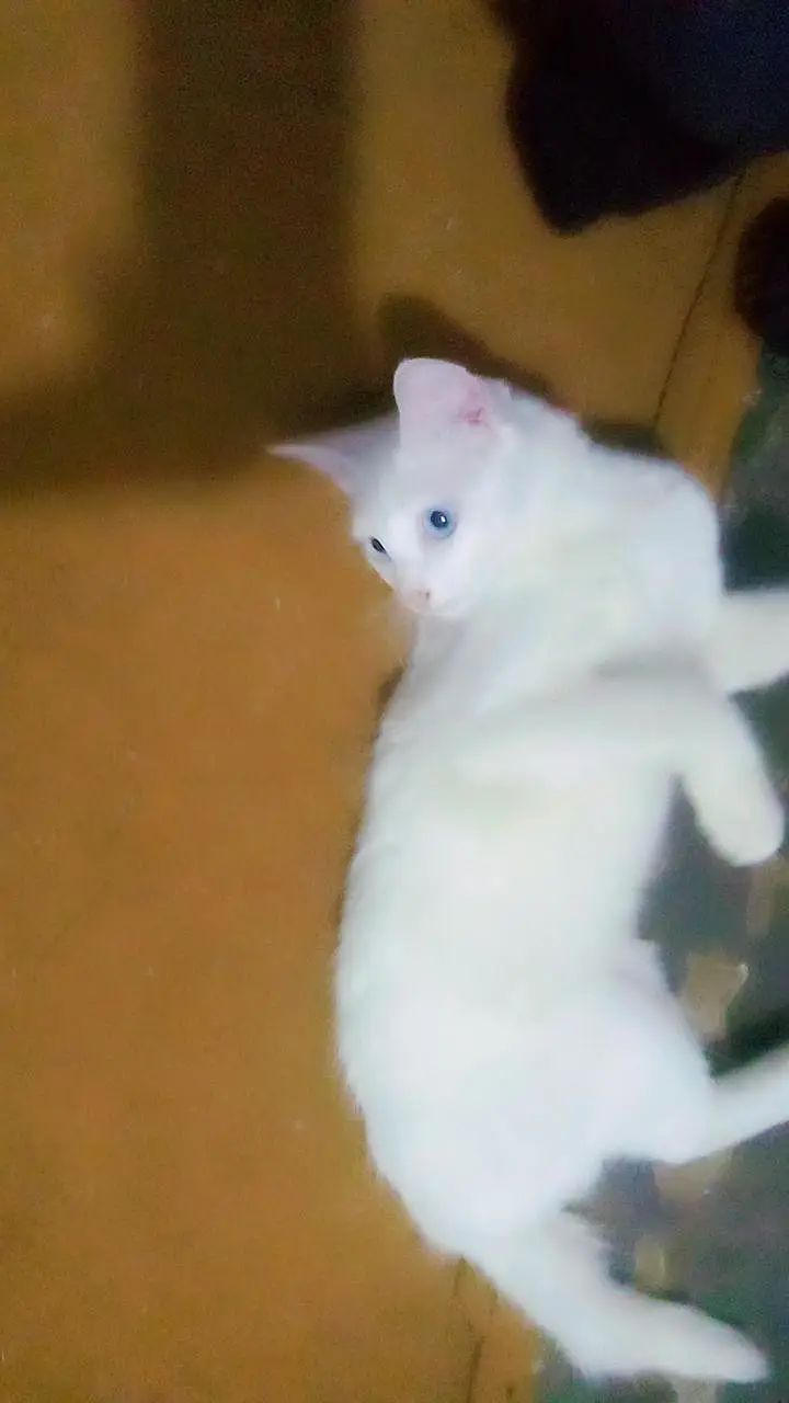Persian cat — photo 4