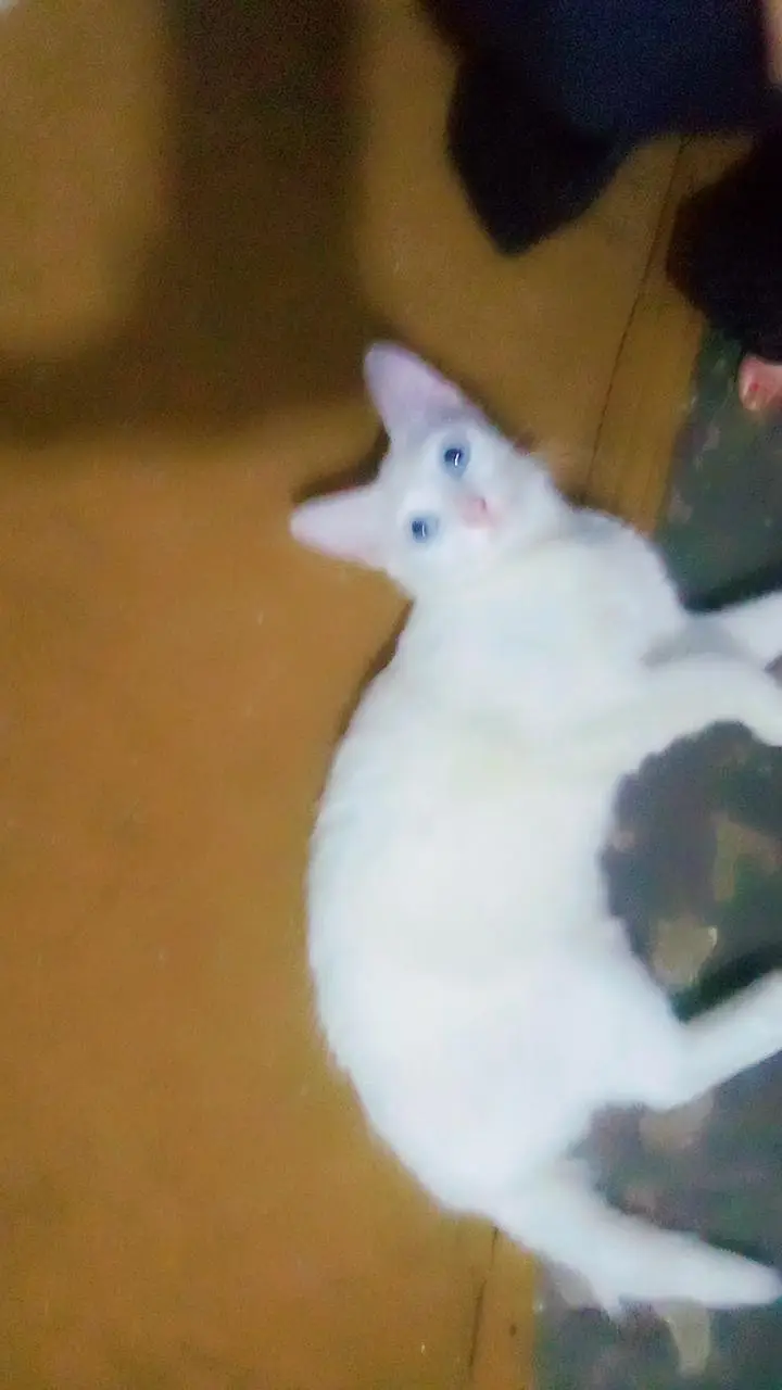 Persian cat — photo 5