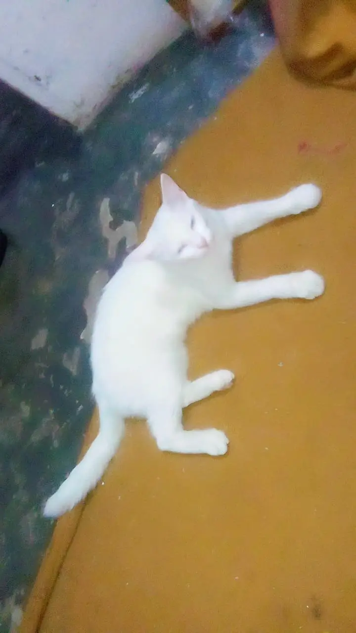 Persian cat — photo 6
