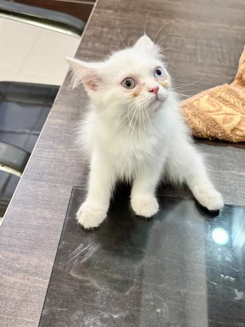 Pure Persian Female Kittens Pair | Blue Eyes & Odd Eyes | Multi-Coated — photo 4