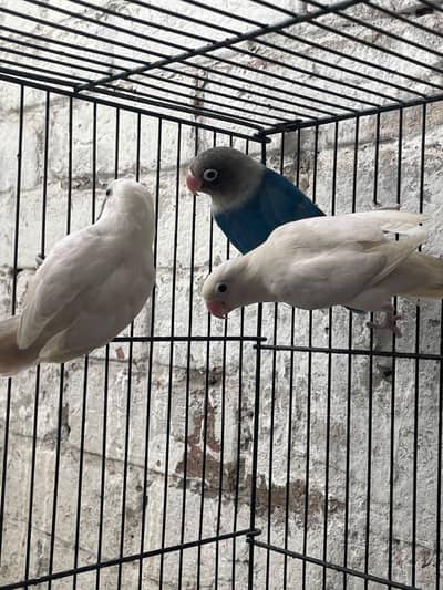 lovebird for sale