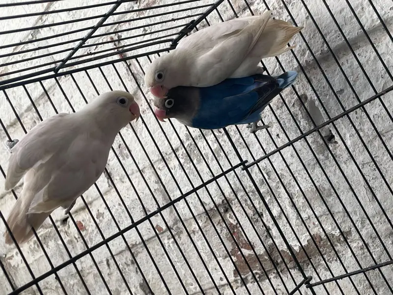 lovebird for sale — photo 2