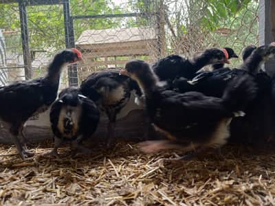 Black Australorp Chicks available