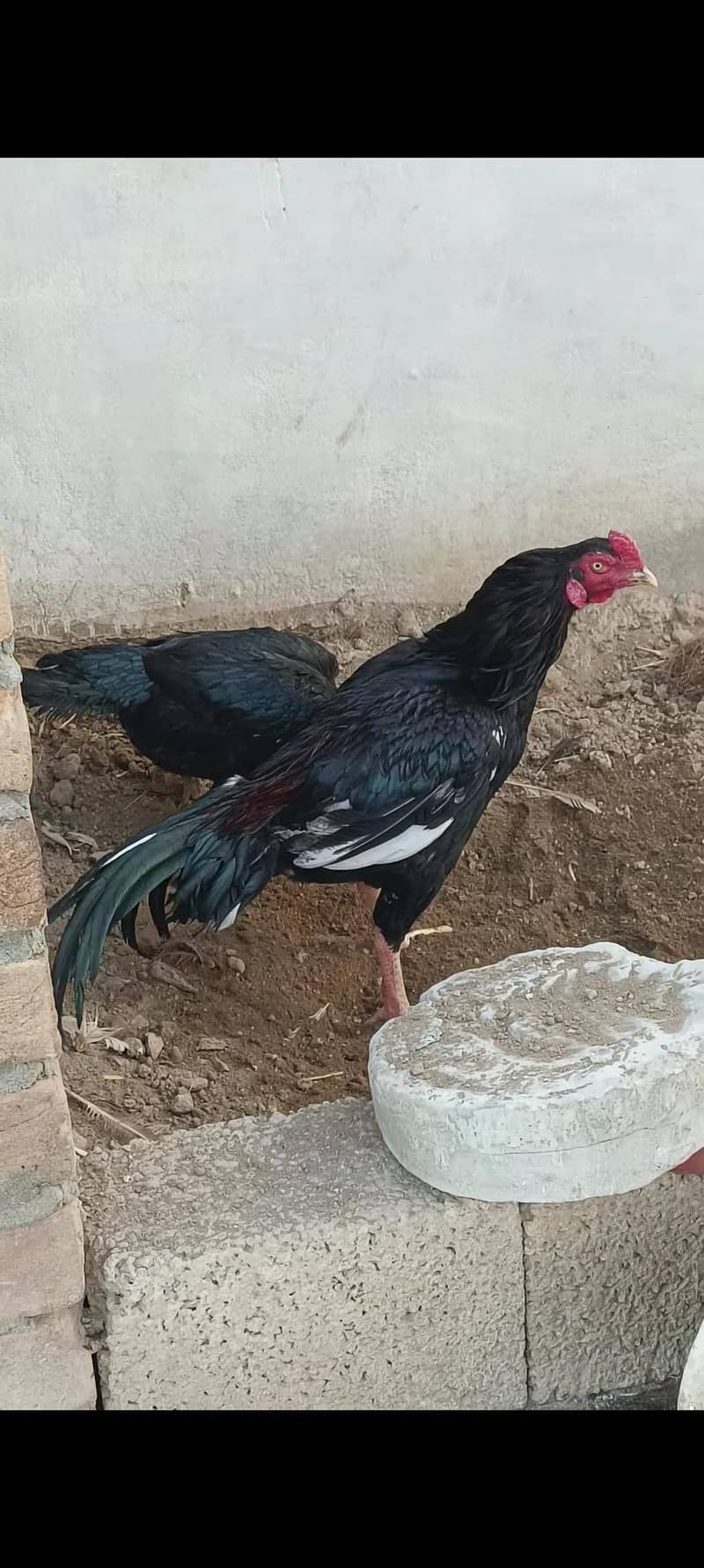 Aseel Patha 0