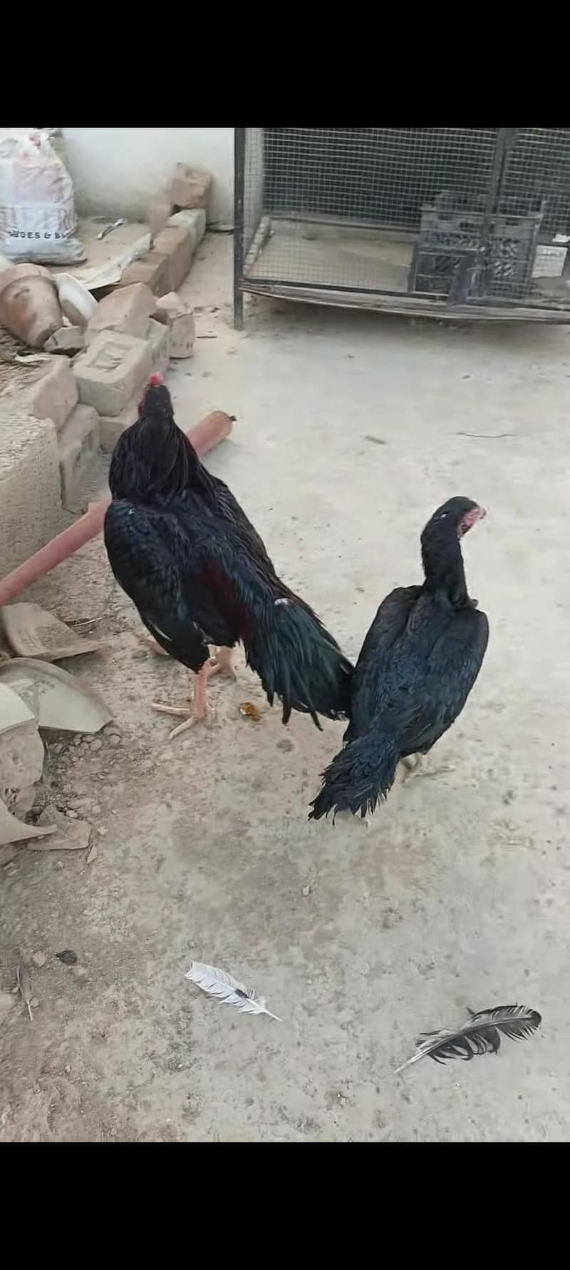 Aseel Patha 2