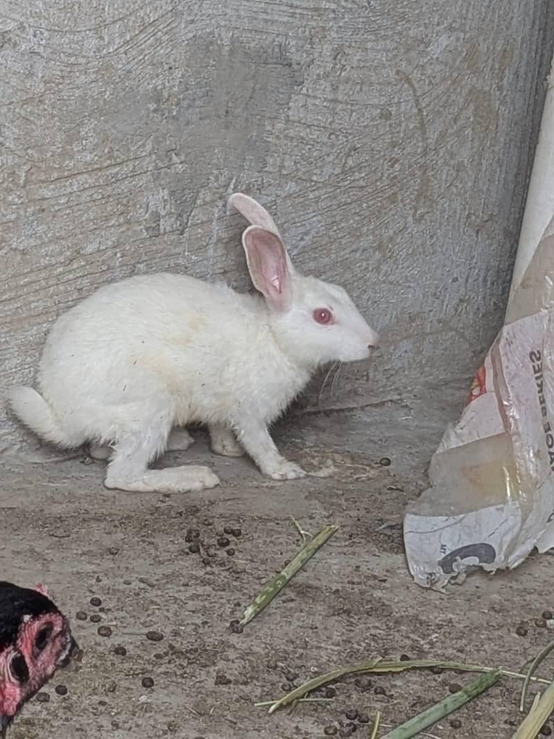 Rabbit 1