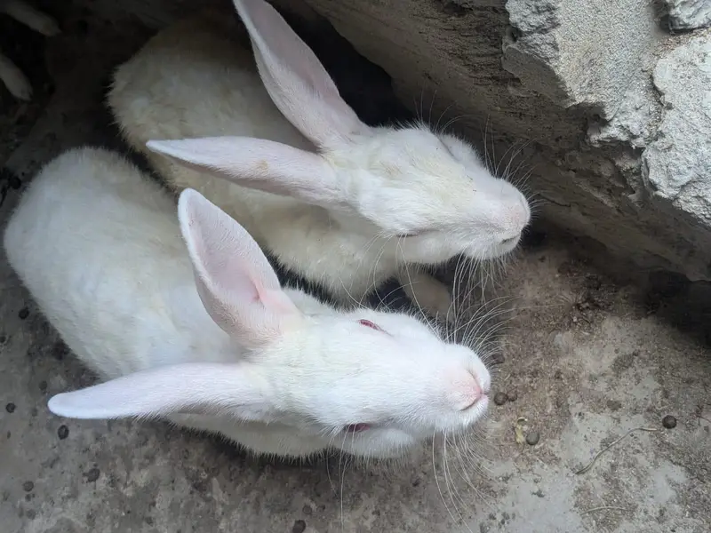 Rabbit — photo 3