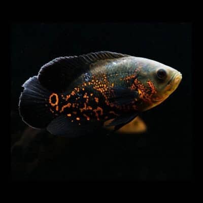 Oscar fishes all collors available at us wattsapp 03092798698
