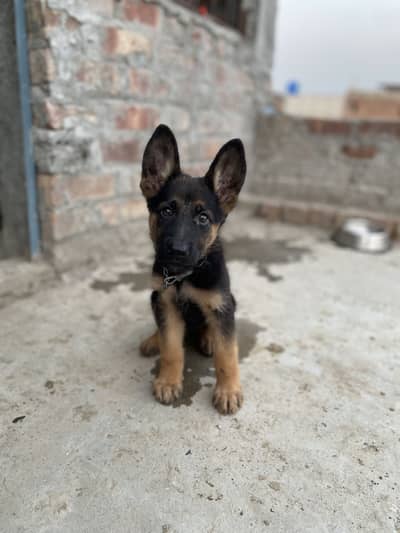 German Shepherd puppy female for sale