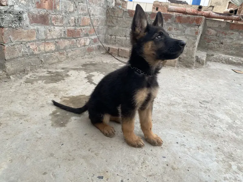 German Shepherd puppy female for sale — photo 2