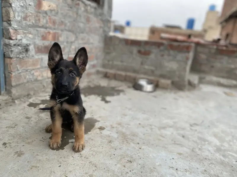 German Shepherd puppy female for sale — photo 3