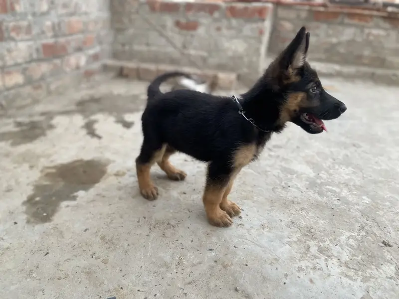 German Shepherd puppy female for sale — photo 4