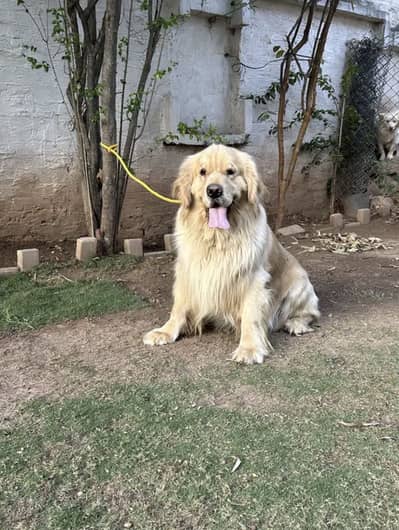 Golden retriever heavy bone superior bloodline