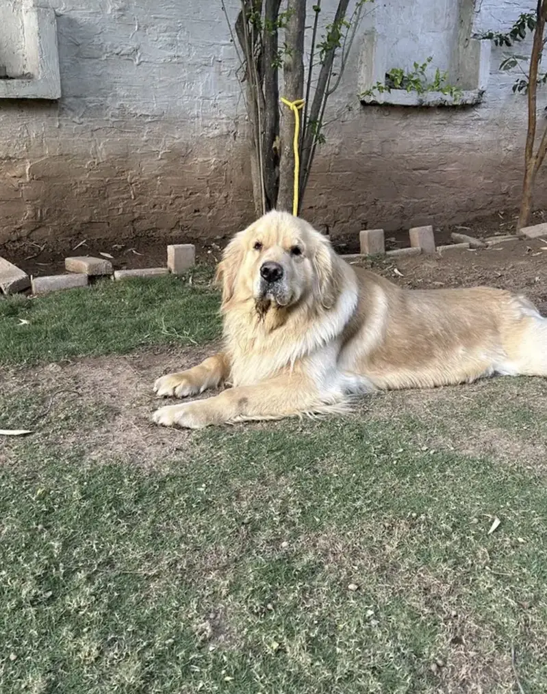 Golden retriever heavy bone superior bloodline — photo 2