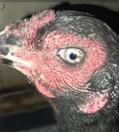 Thai pure breeder female (broodyhen)