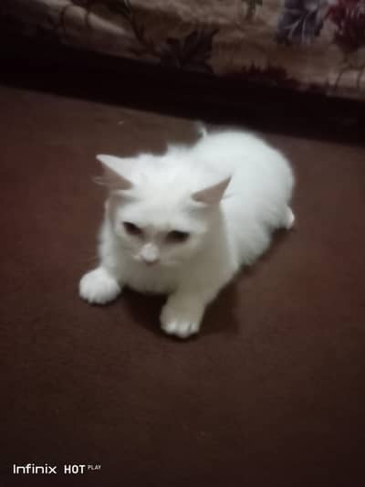 cats 2 male and female