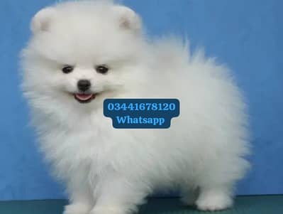 Pomeranian puppies for sale 2 month age