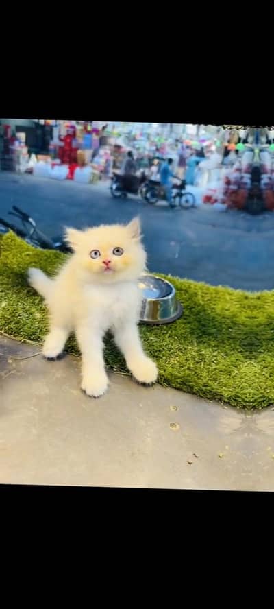 persian cat for sale MywatsapppNumber 0309-37-13-771