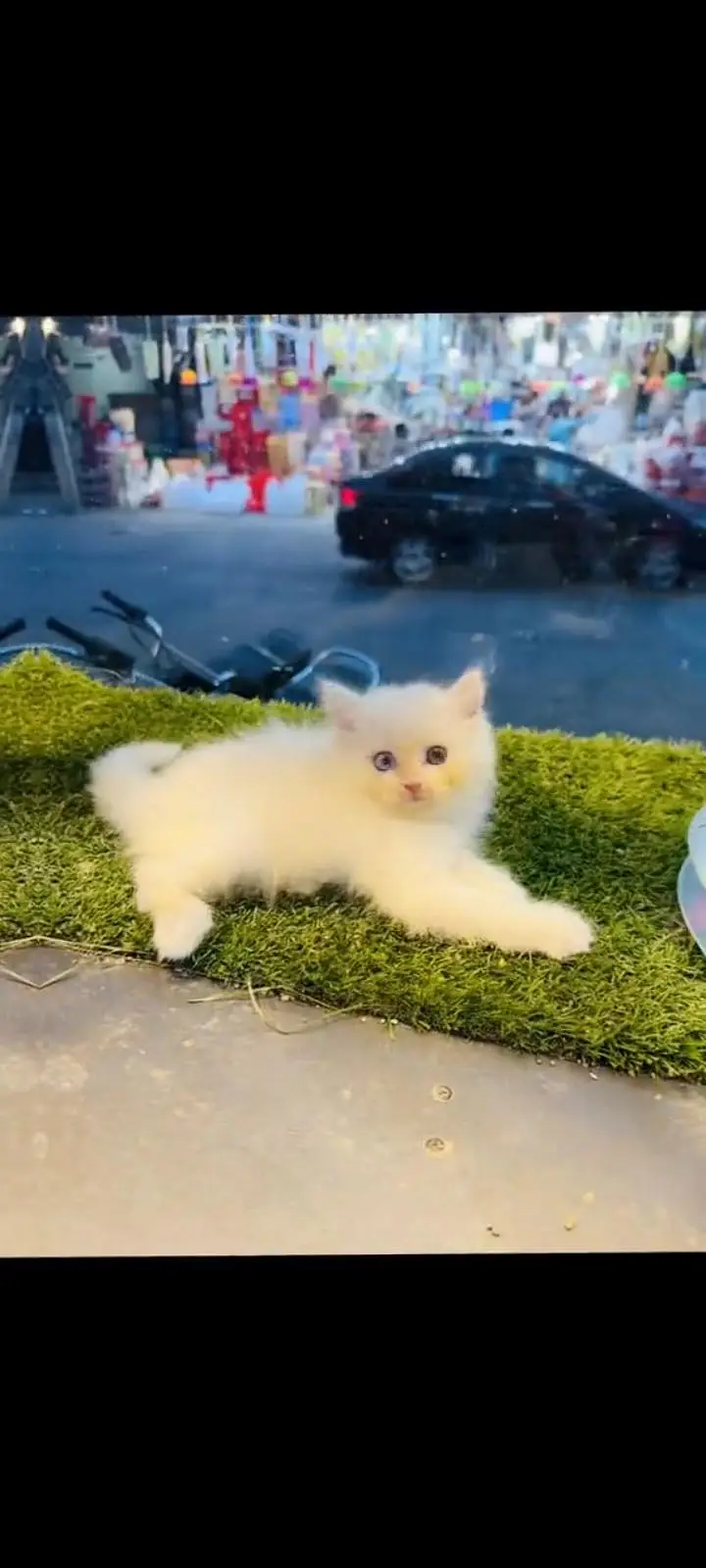 persian cat for sale MywatsapppNumber 0309-37-13-771 — photo 2
