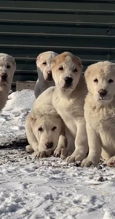 IMPORTED ALABAI PUPPIES ARE AVAILABLE FOR IMPORT
