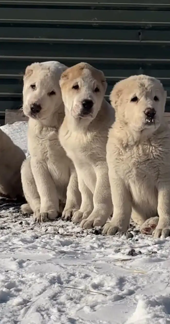 IMPORTED ALABAI PUPPIES ARE AVAILABLE FOR IMPORT — photo 2