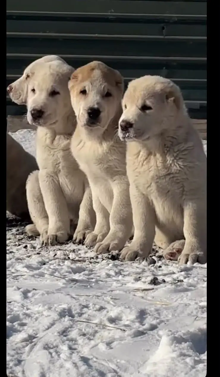 IMPORTED ALABAI PUPPIES ARE AVAILABLE FOR IMPORT — photo 3