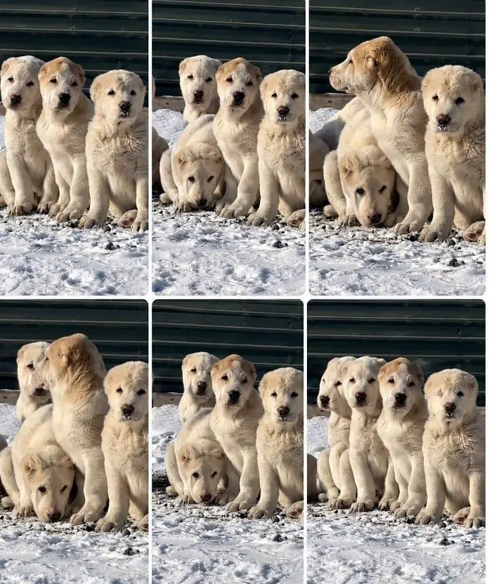 IMPORTED ALABAI PUPPIES ARE AVAILABLE FOR IMPORT — photo 4