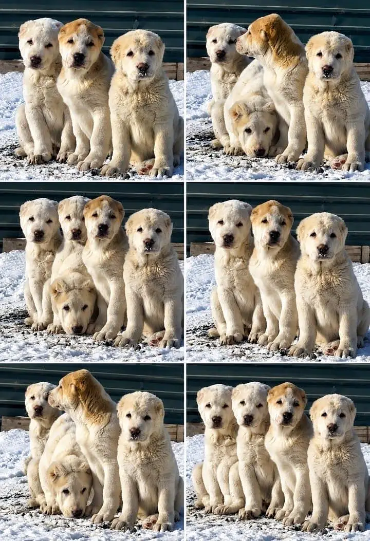 IMPORTED ALABAI PUPPIES ARE AVAILABLE FOR IMPORT — photo 5