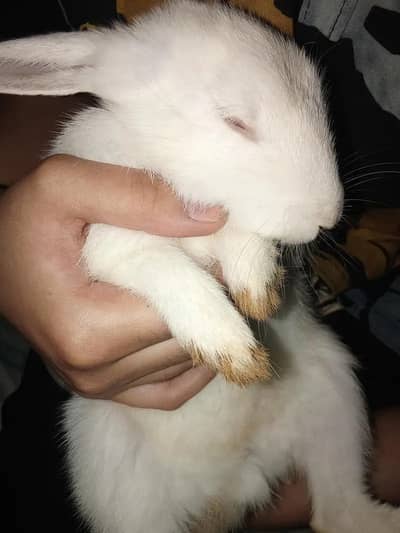 Rabbit available for sale