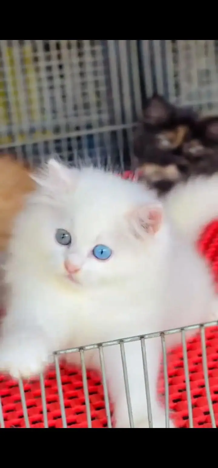 Quality Persian Punch face cat & kittens 03495425573 WhatsApp — photo 3