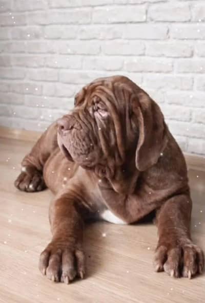 TOP QUALITY NEAPOLITAN MASTIFF PUPPIES ARE AVAILABLE FOR IMPORT