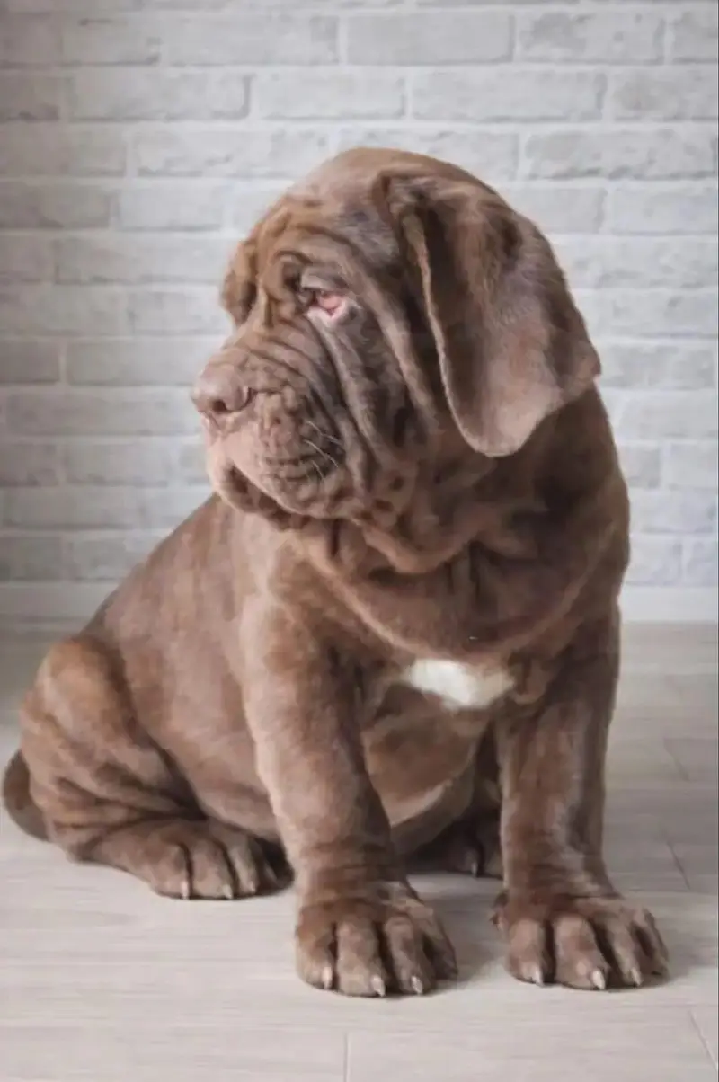 TOP QUALITY NEAPOLITAN MASTIFF PUPPIES ARE AVAILABLE FOR IMPORT — photo 2
