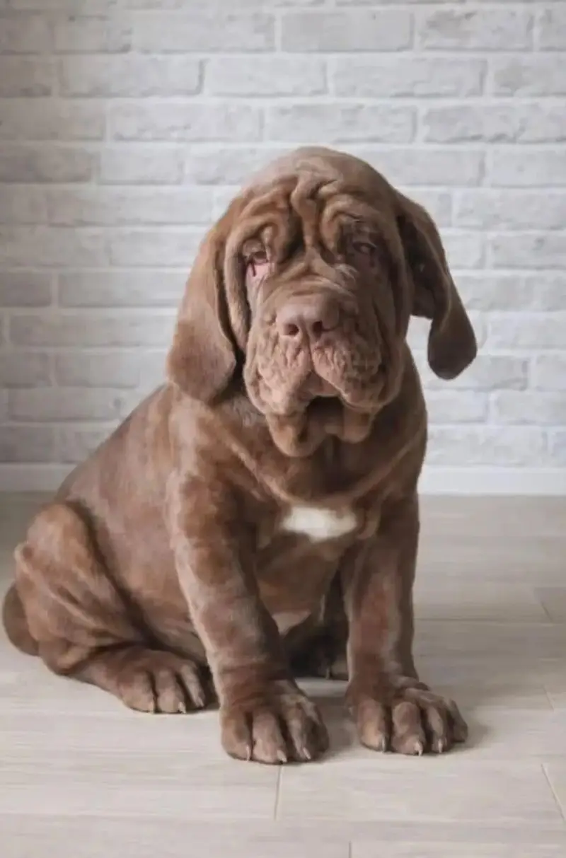 TOP QUALITY NEAPOLITAN MASTIFF PUPPIES ARE AVAILABLE FOR IMPORT — photo 3
