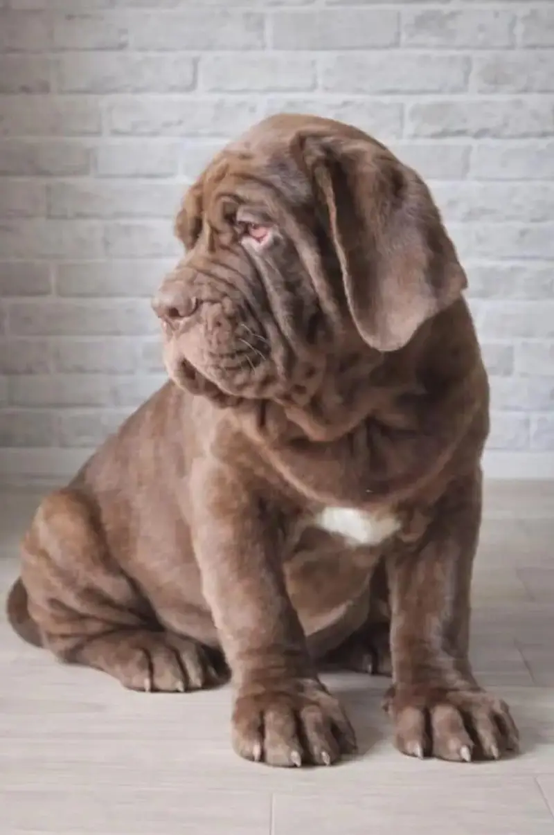 TOP QUALITY NEAPOLITAN MASTIFF PUPPIES ARE AVAILABLE FOR IMPORT — photo 4