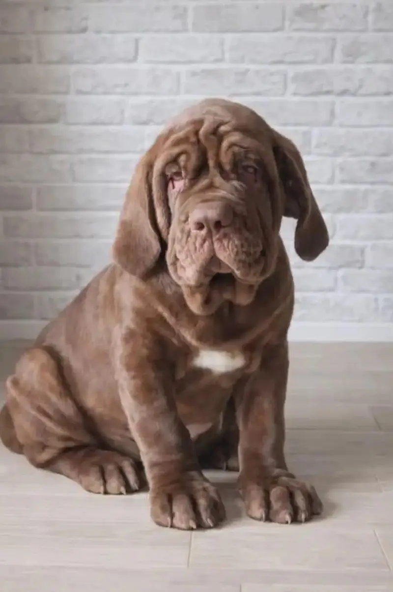 TOP QUALITY NEAPOLITAN MASTIFF PUPPIES ARE AVAILABLE FOR IMPORT — photo 5