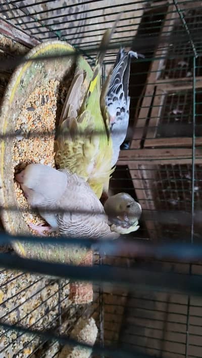 Supper dopper budgies parrot for sale