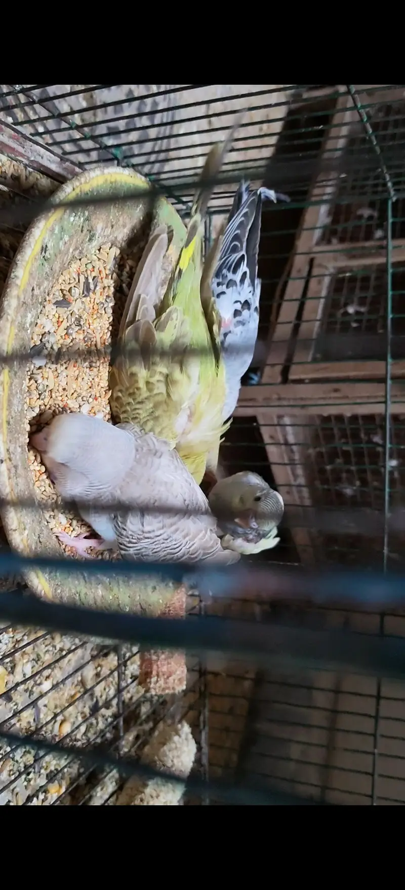 Supper dopper budgies parrot for sale — photo 2