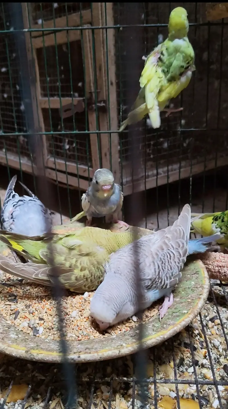 Supper dopper budgies parrot for sale — photo 3