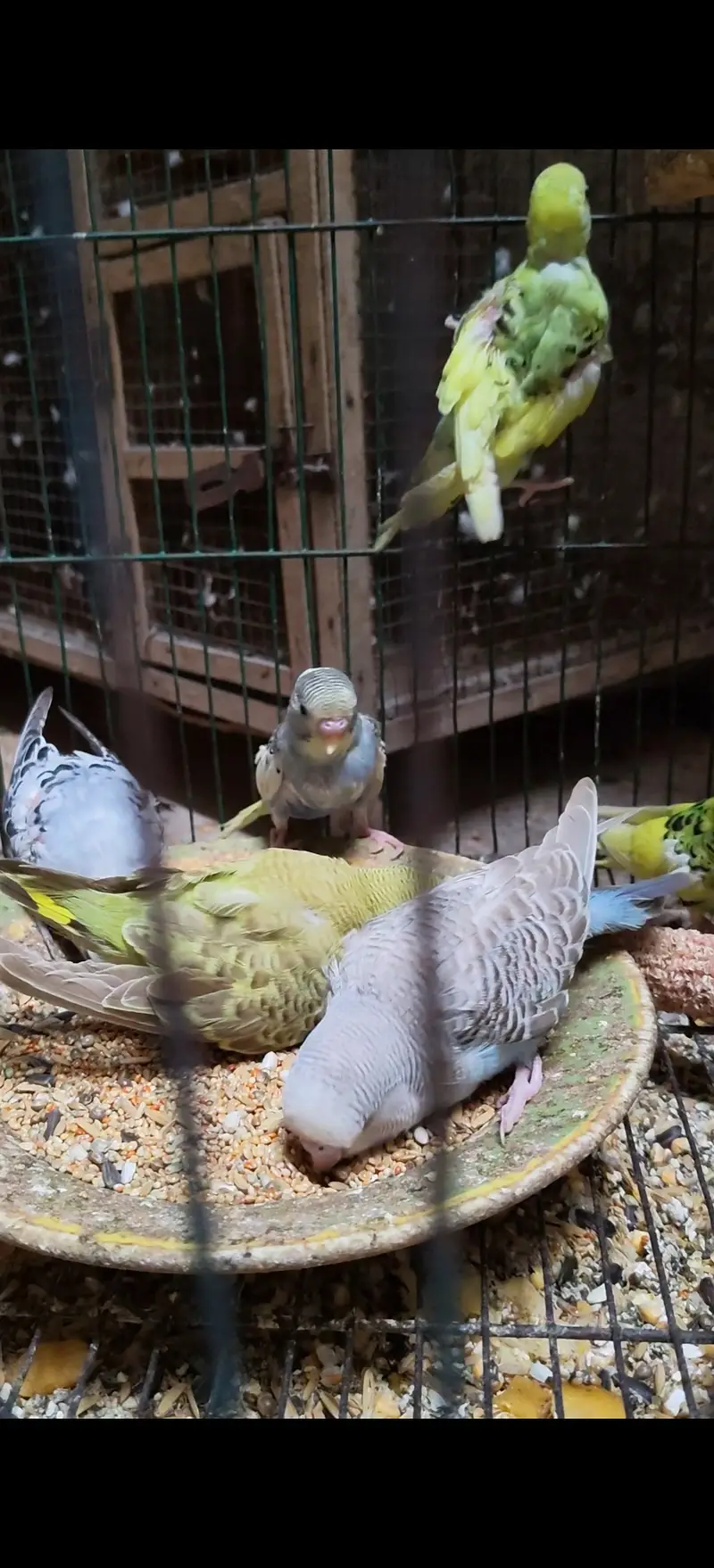 Supper dopper budgies parrot for sale — photo 4