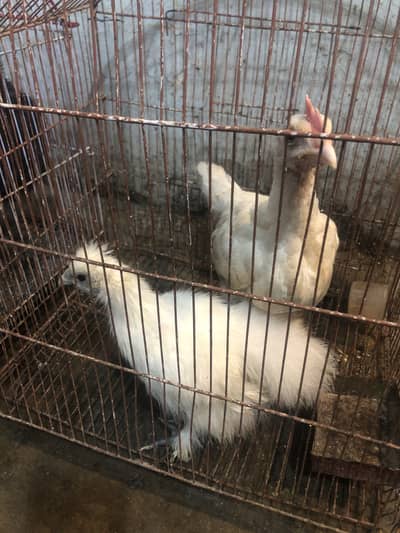 Heera and silkie hen