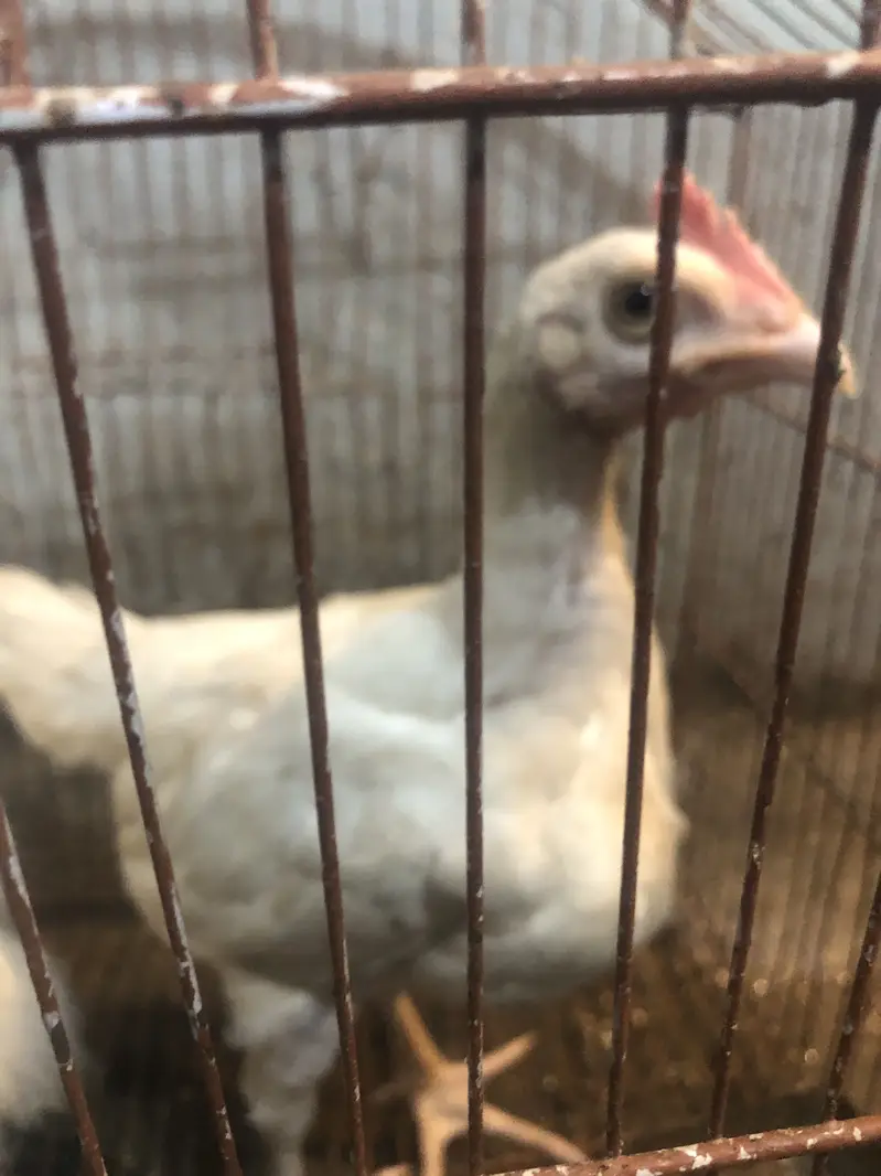 Heera and silkie hen — photo 2