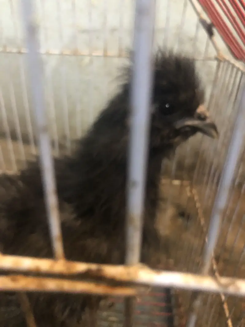 Heera and silkie hen — photo 3
