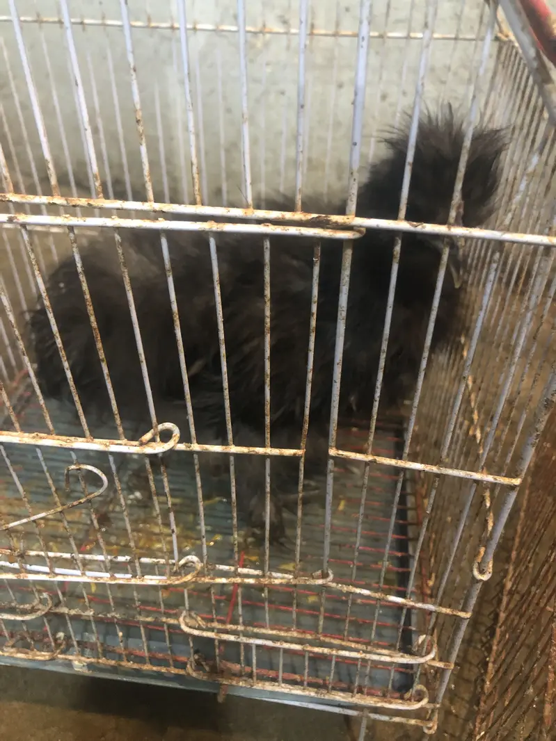 Heera and silkie hen — photo 4