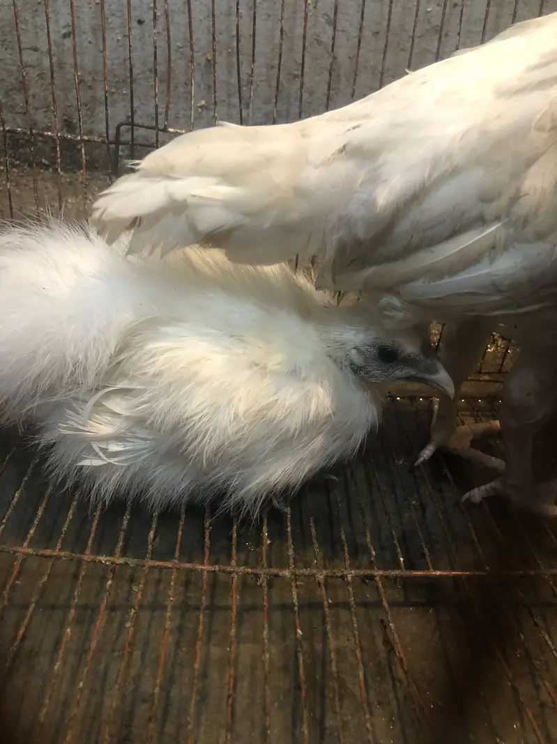 Heera and silkie hen — photo 5