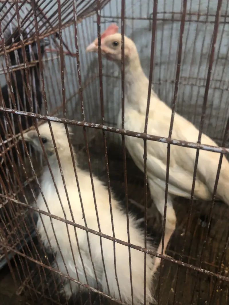 Heera and silkie hen — photo 6