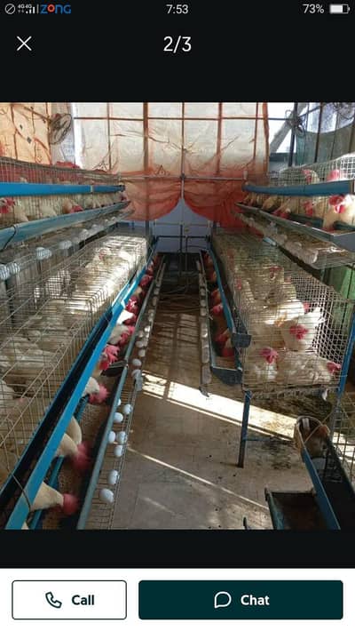White Layer Hen For Sale