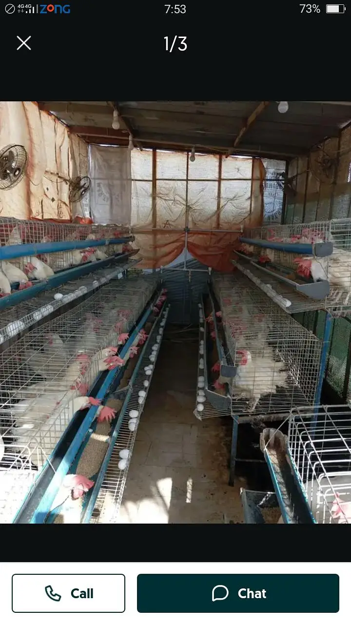 White Layer Hen For Sale — photo 2